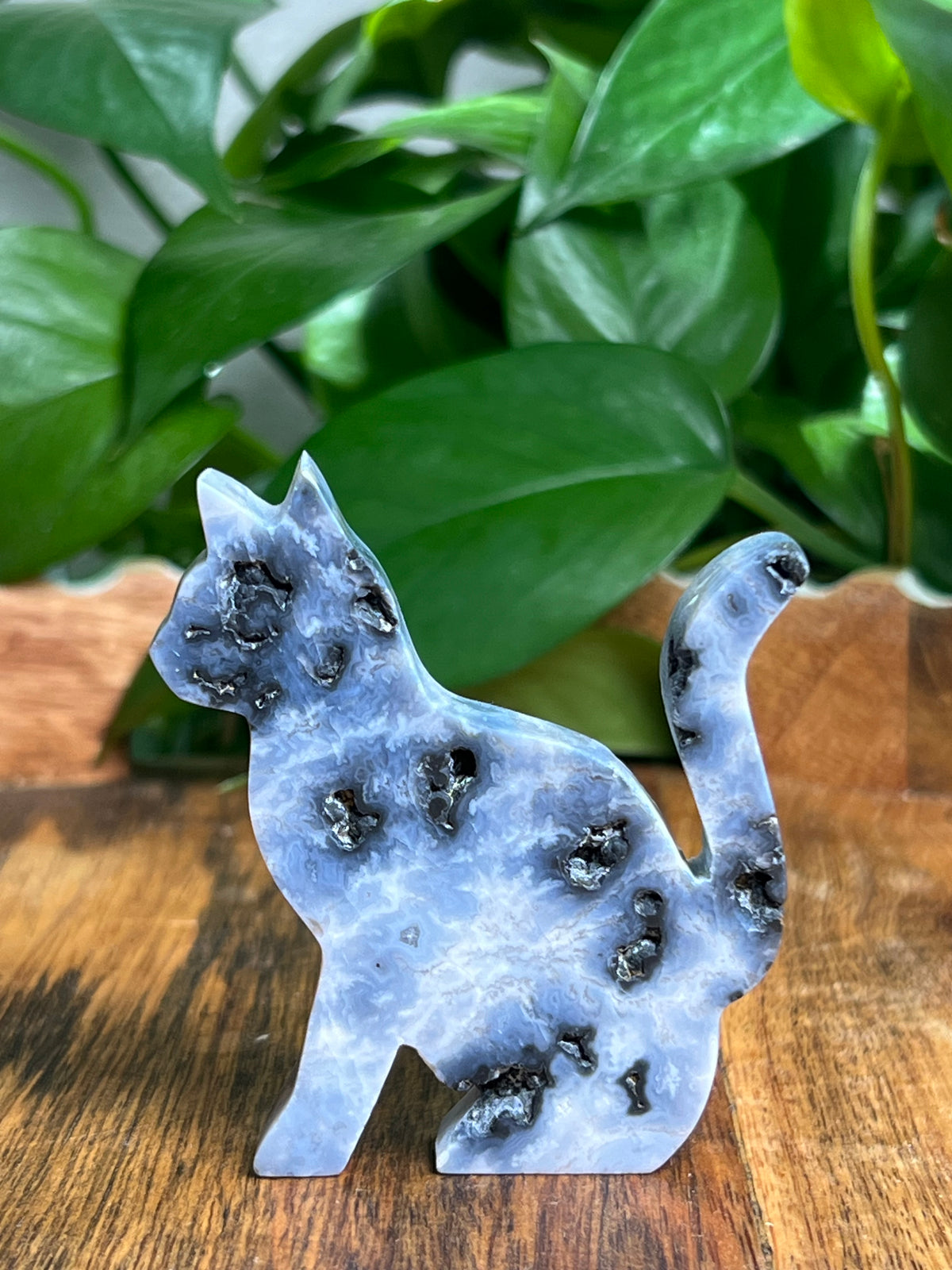 Blue Plume Agate Cat: LC