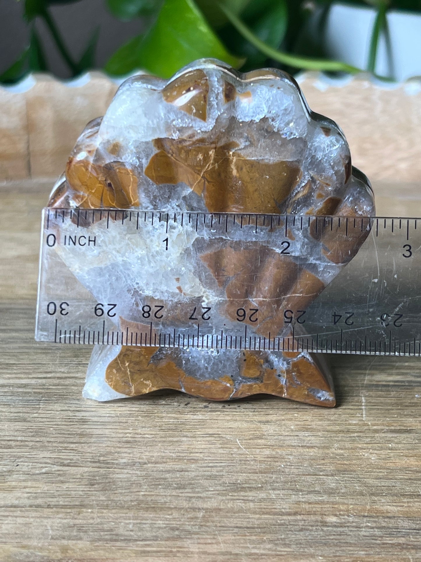 Brecciated Jasper Shell