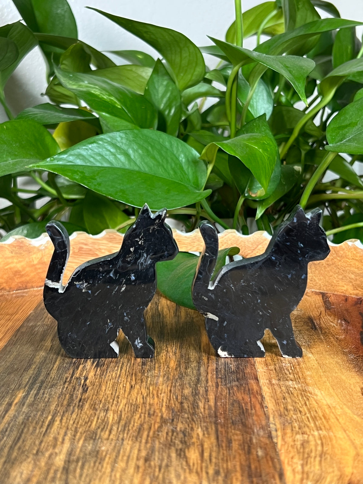 Palm Root Cats