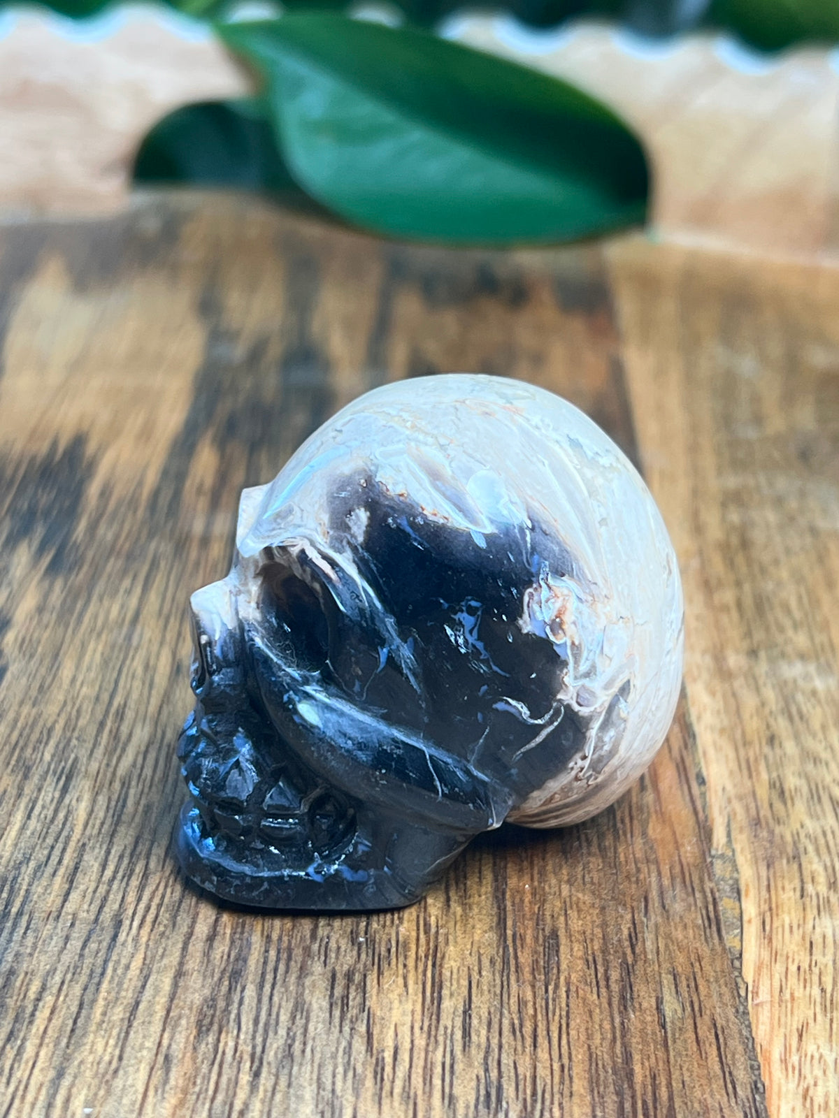 Palm Root Mini Skull: NX