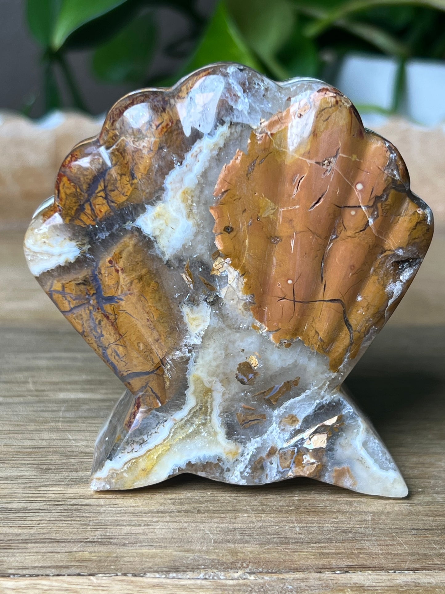 Brecciated Jasper Shell
