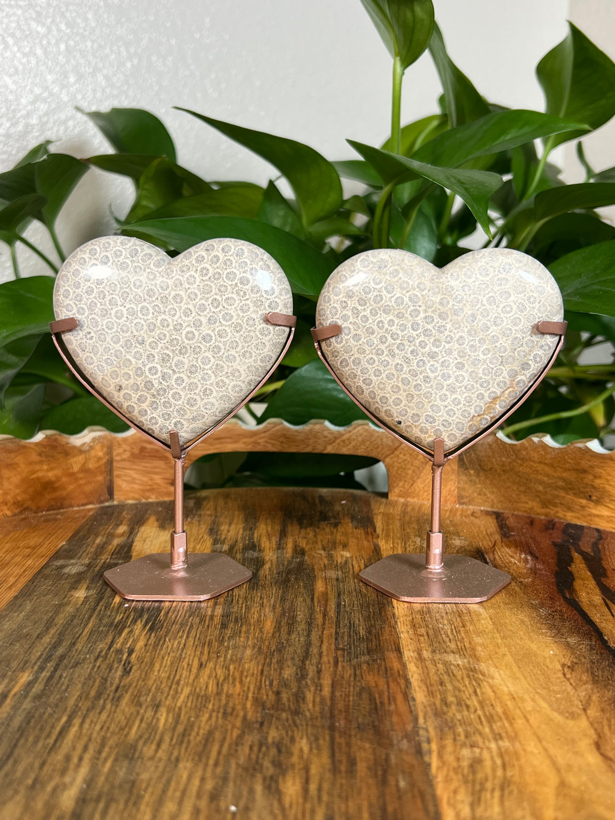 Fossil Coral Hearts