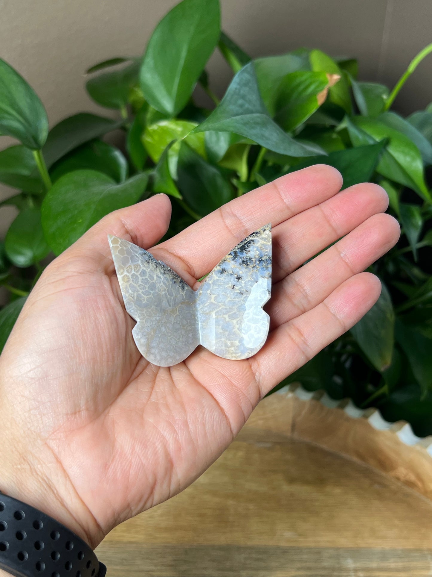 Fossil Coral 3D Butterfly