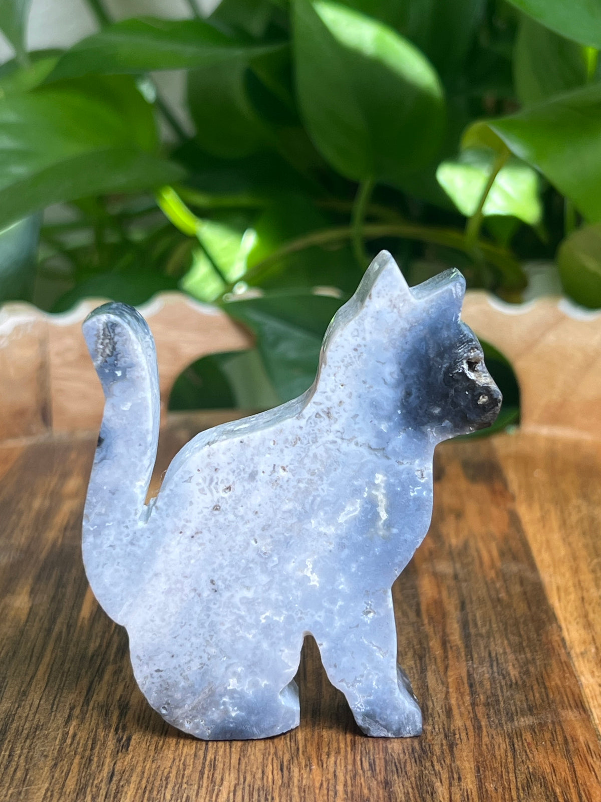 Blue Plume Agate Cat: AB