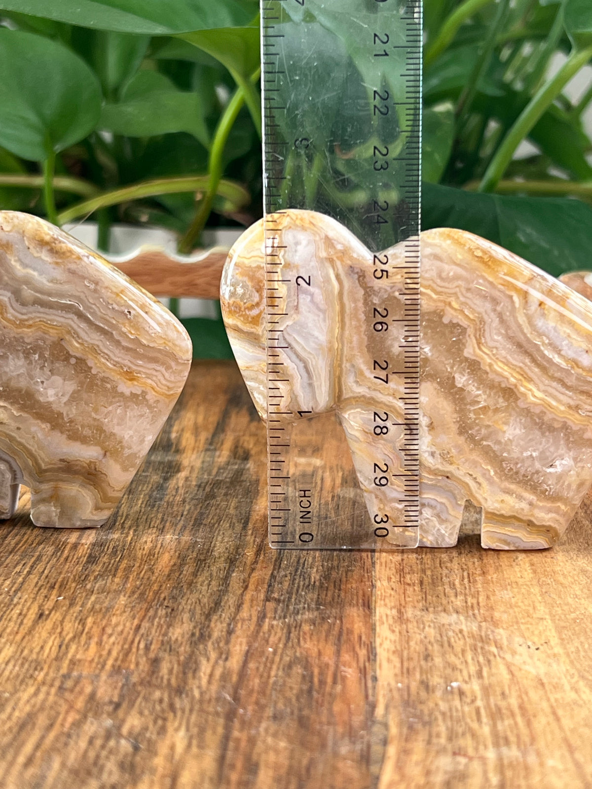Crazy Lace Agate Buffalos