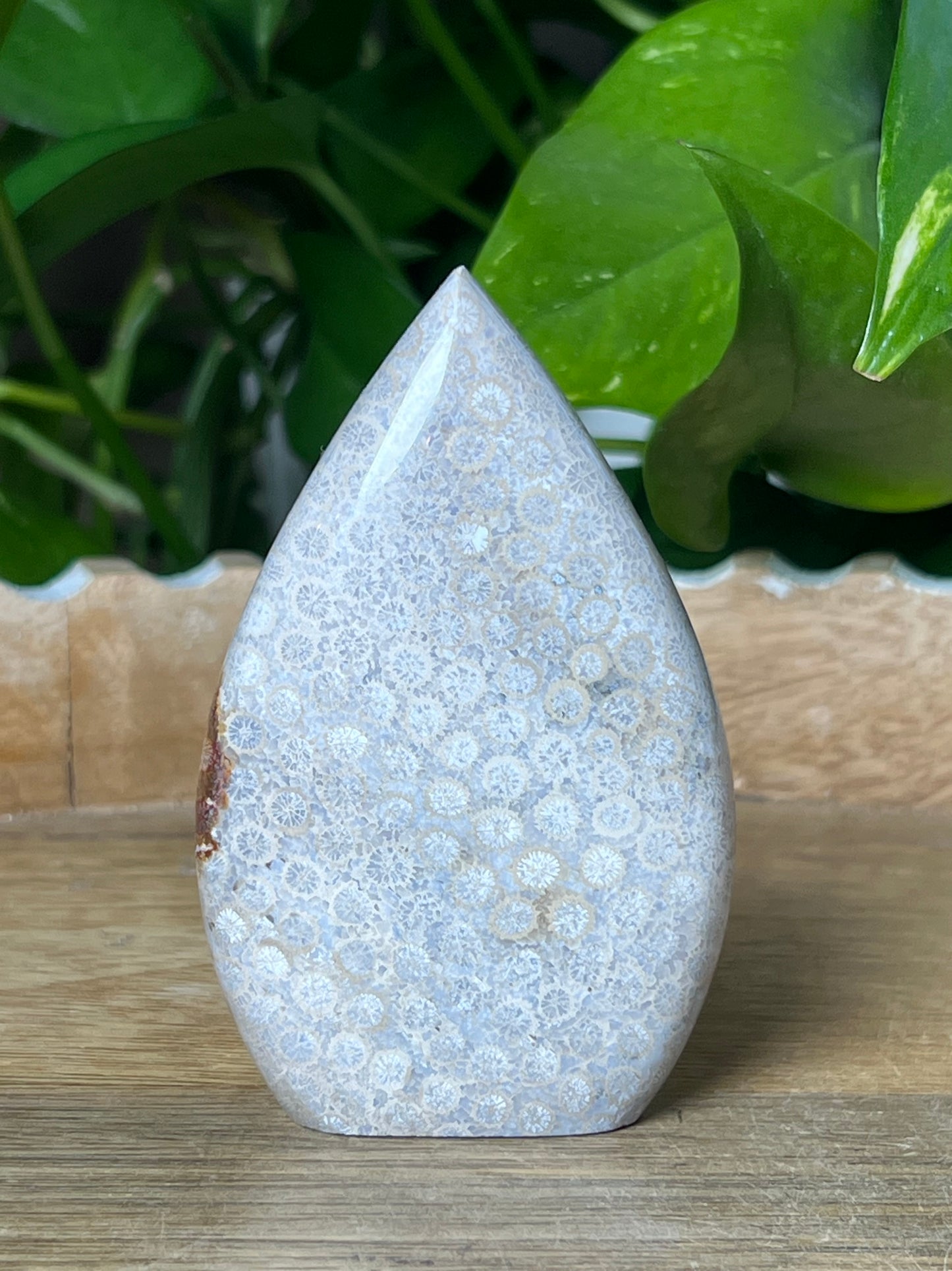 Fossil Coral