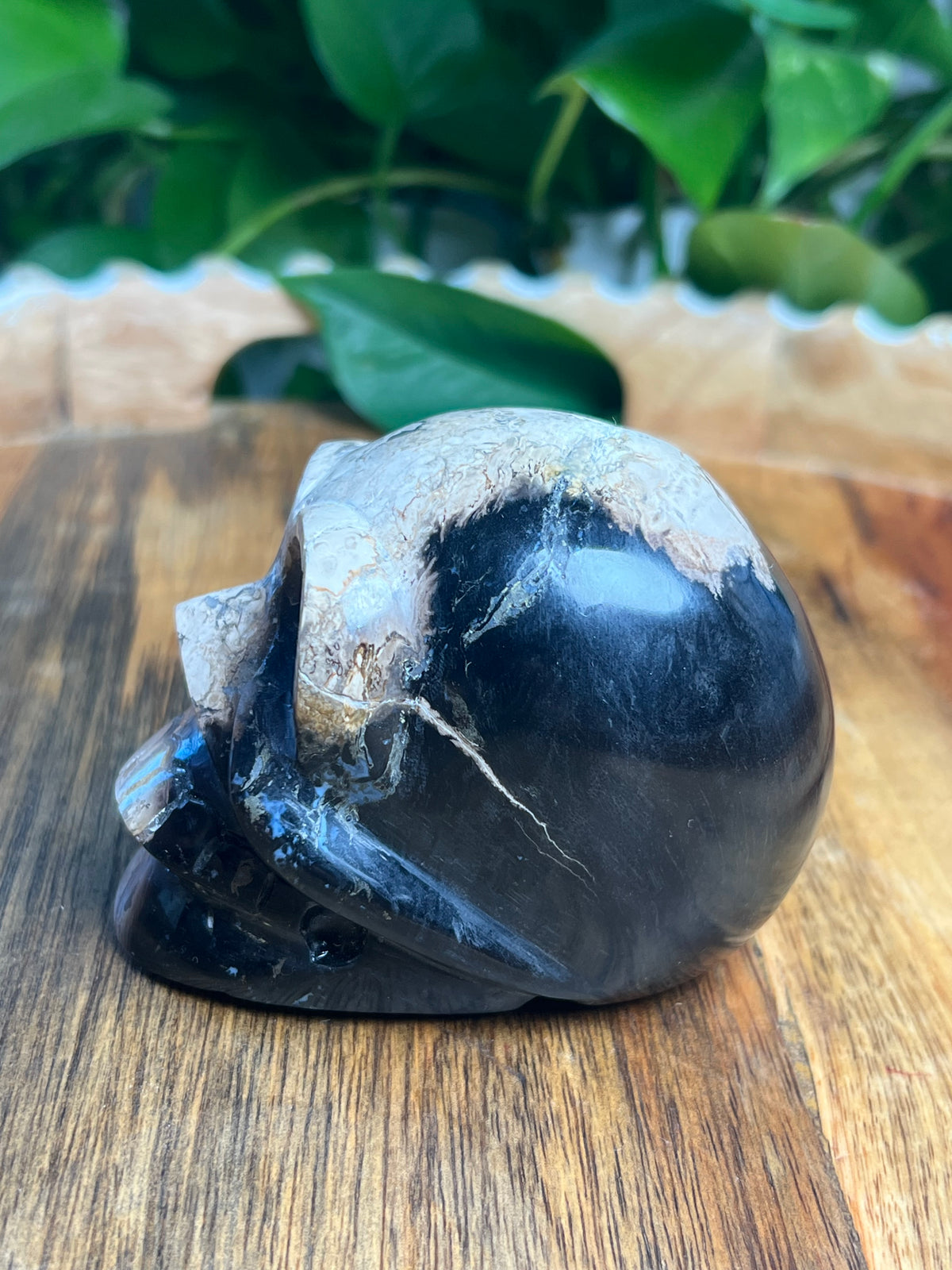 Palm Root Skull: ZL