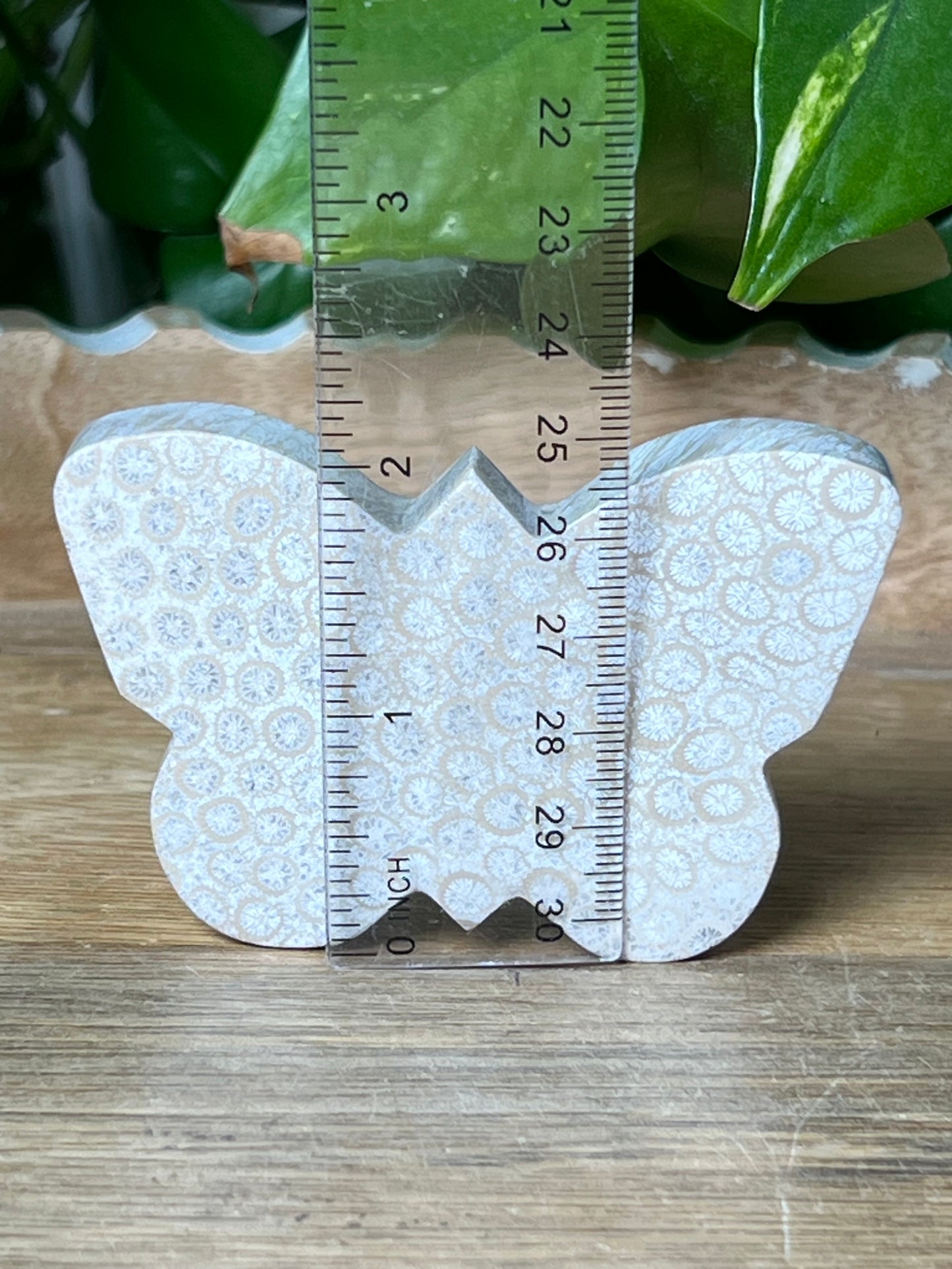 Fossil Coral Butterfly