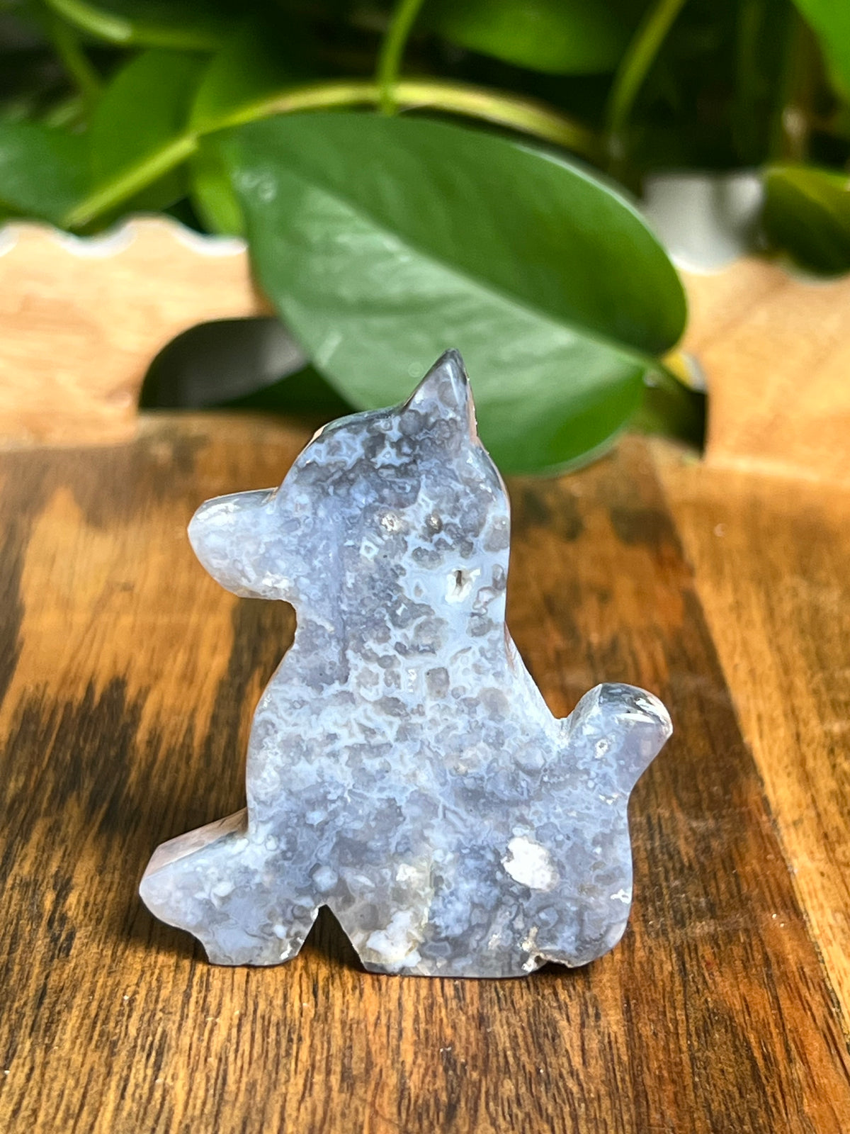 Blue Plume Agate Dog: NB