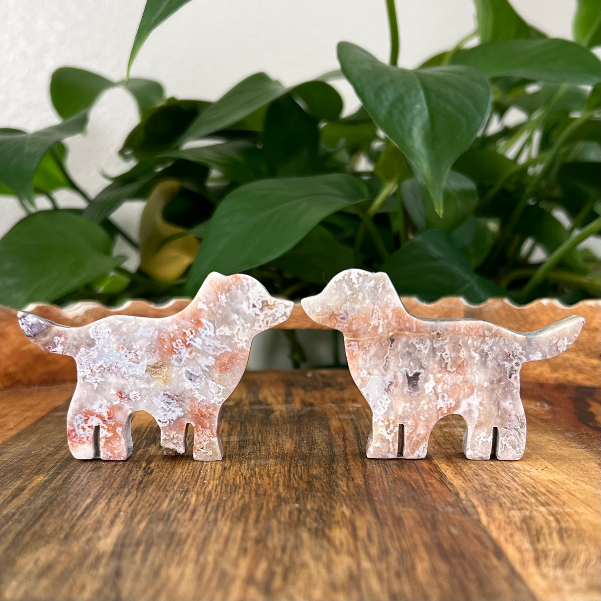 Sumatra Plume Agate Dogs