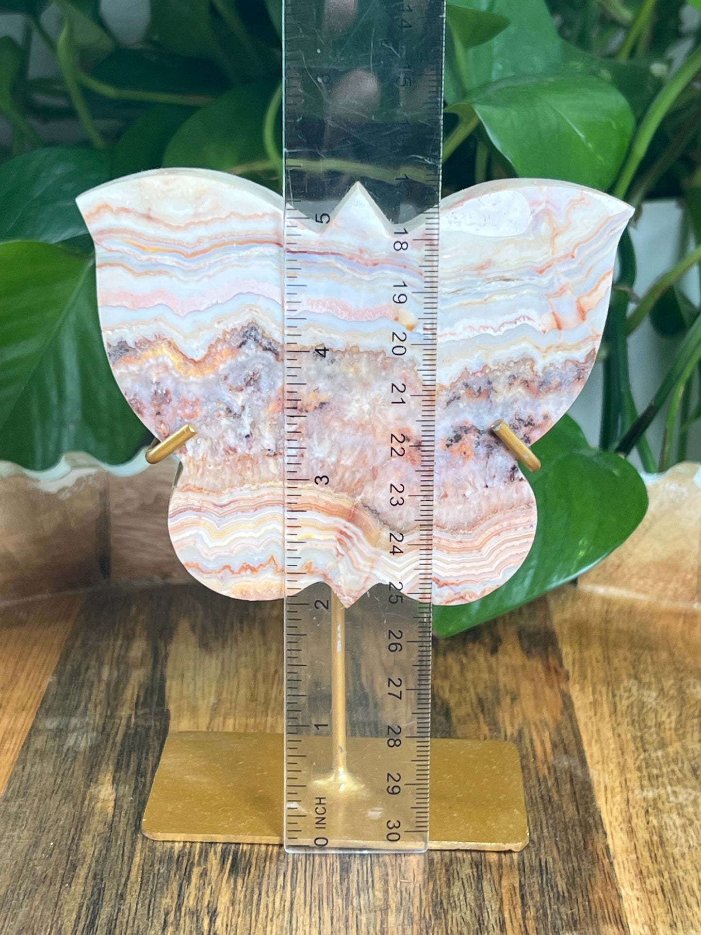 Crazy Lace Agate Butterfly: PD