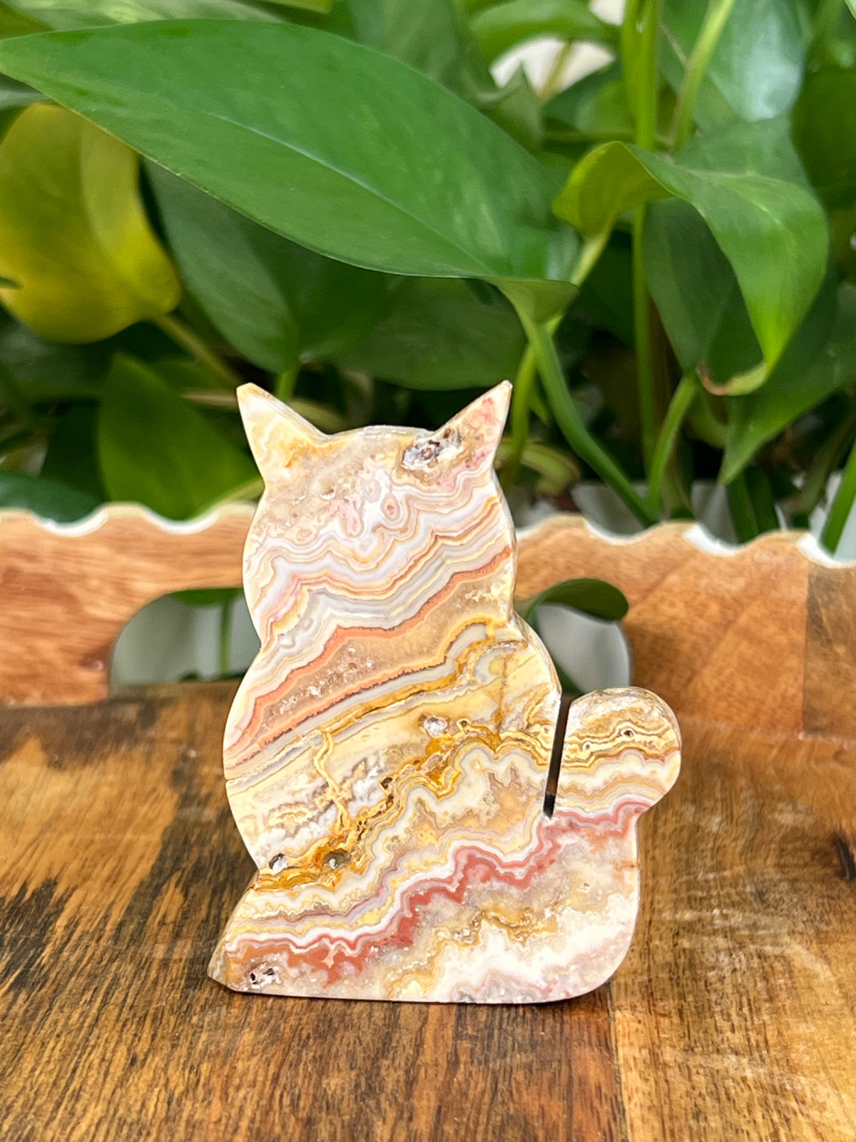 Crazy Lace Agate Cats