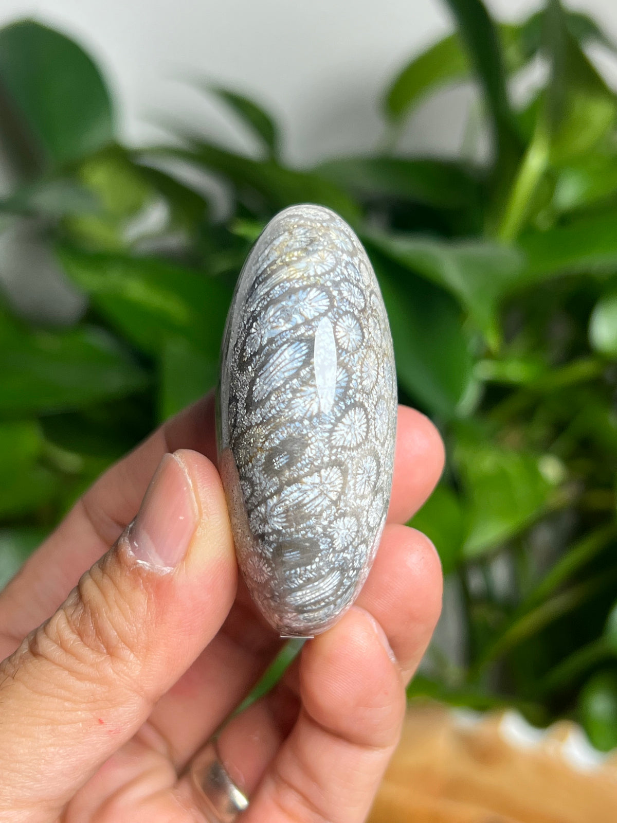 Fossil Coral Palmstone: Ai