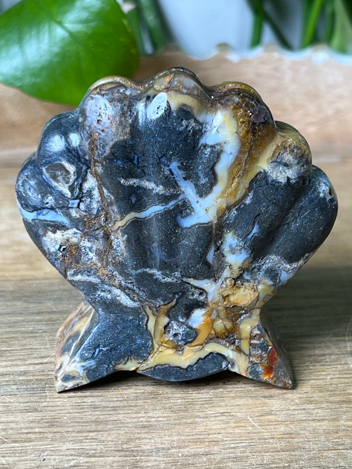 Marcasite Shell