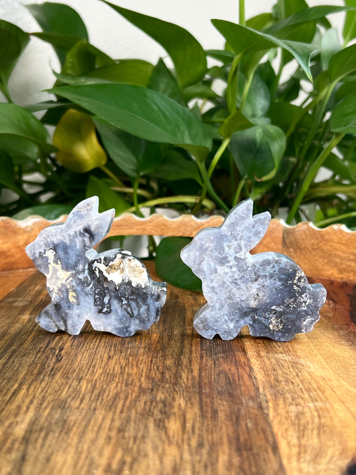 Blue Plume Agate Bunnies