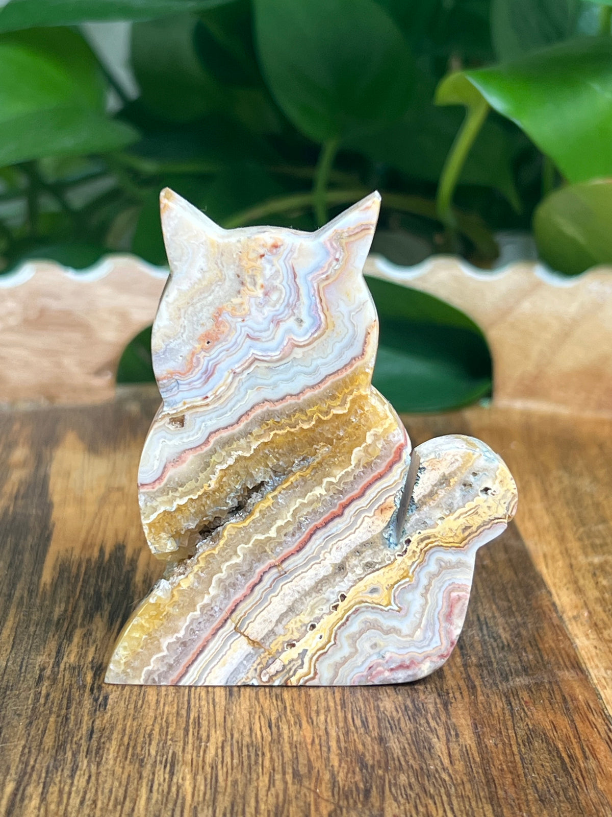 Crazy Lace Agate Cat: QN