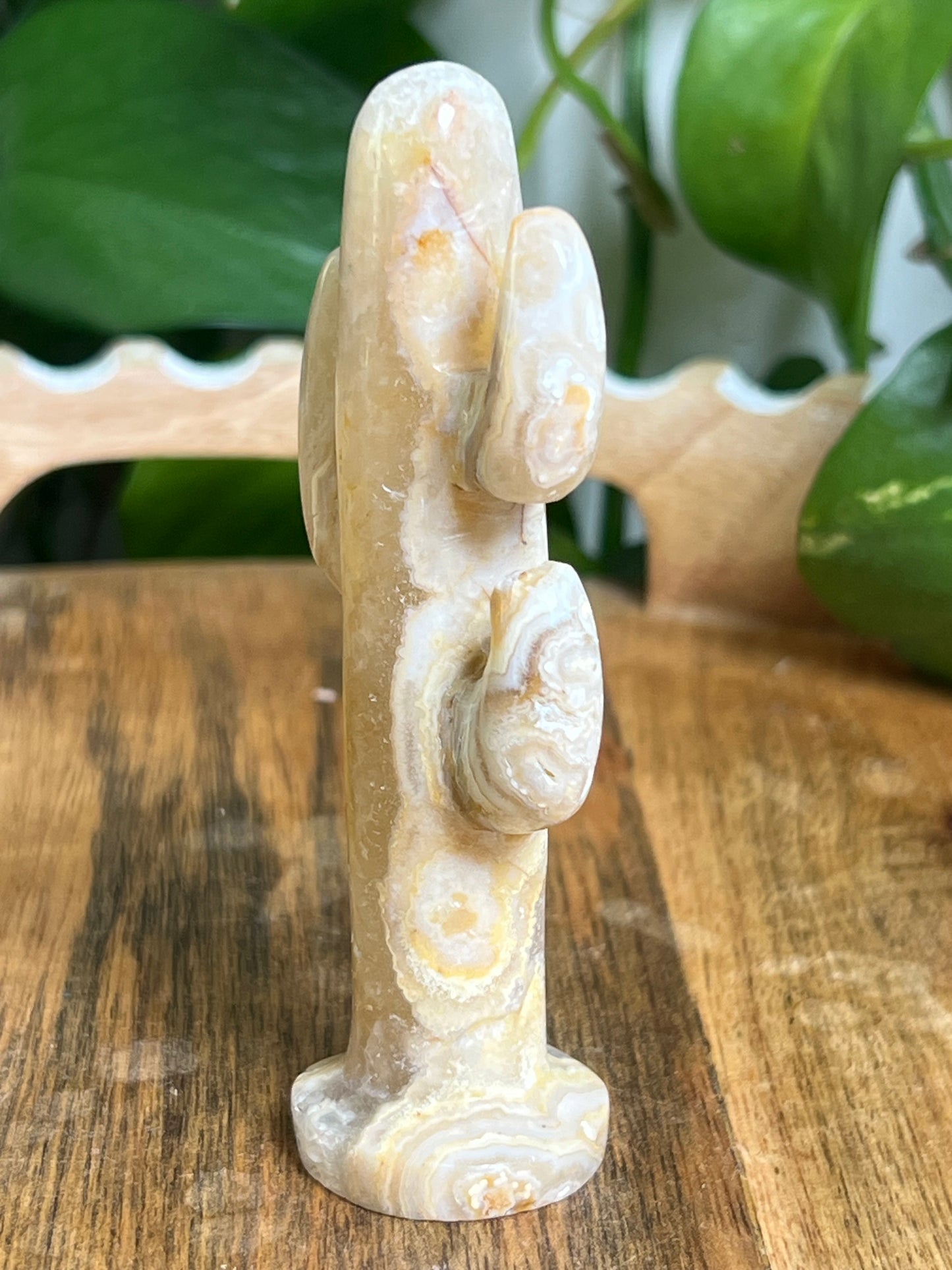 Yellow Crazy Lace Agate Cactus