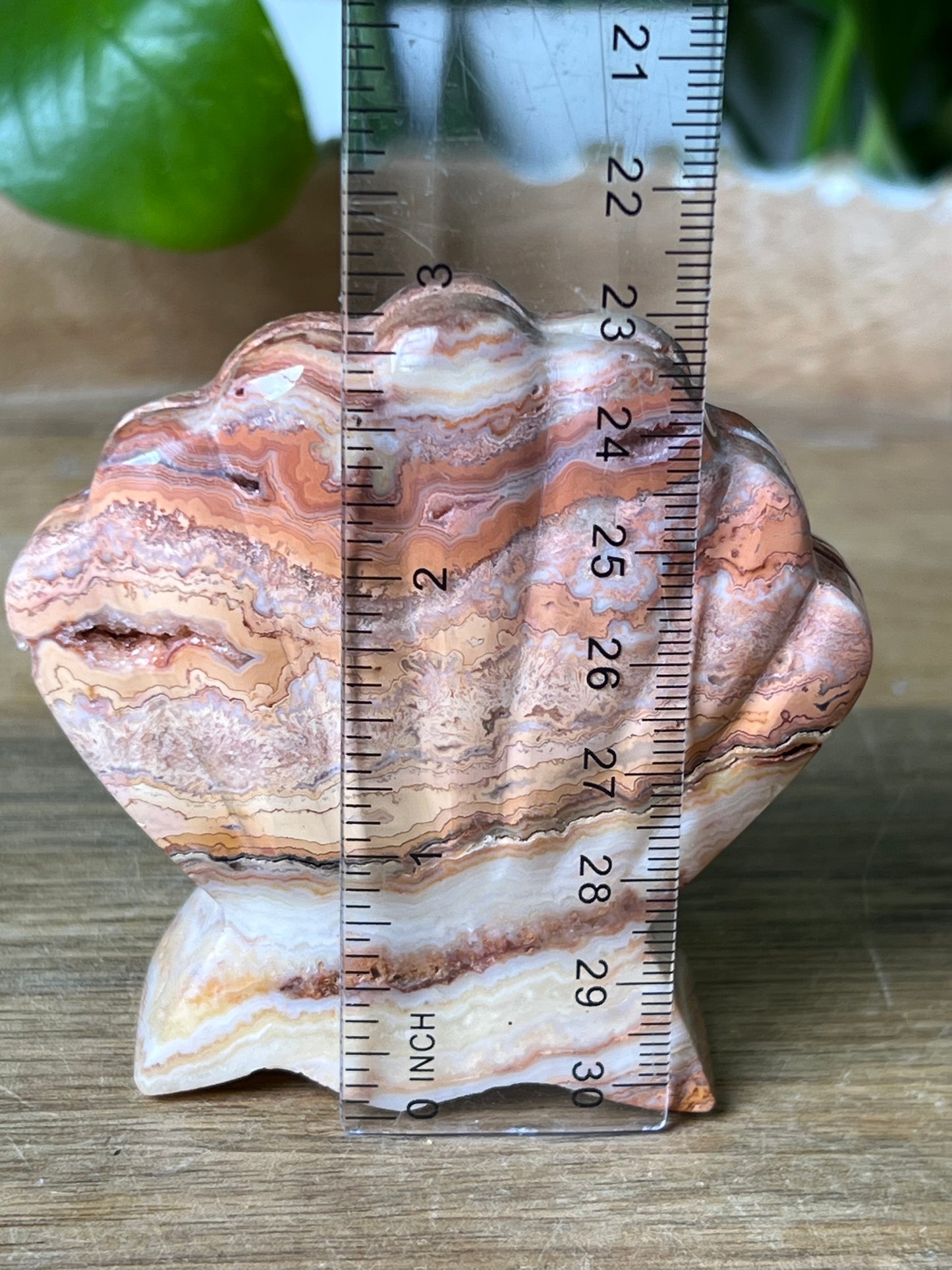 Crazy Lace Agate Shell