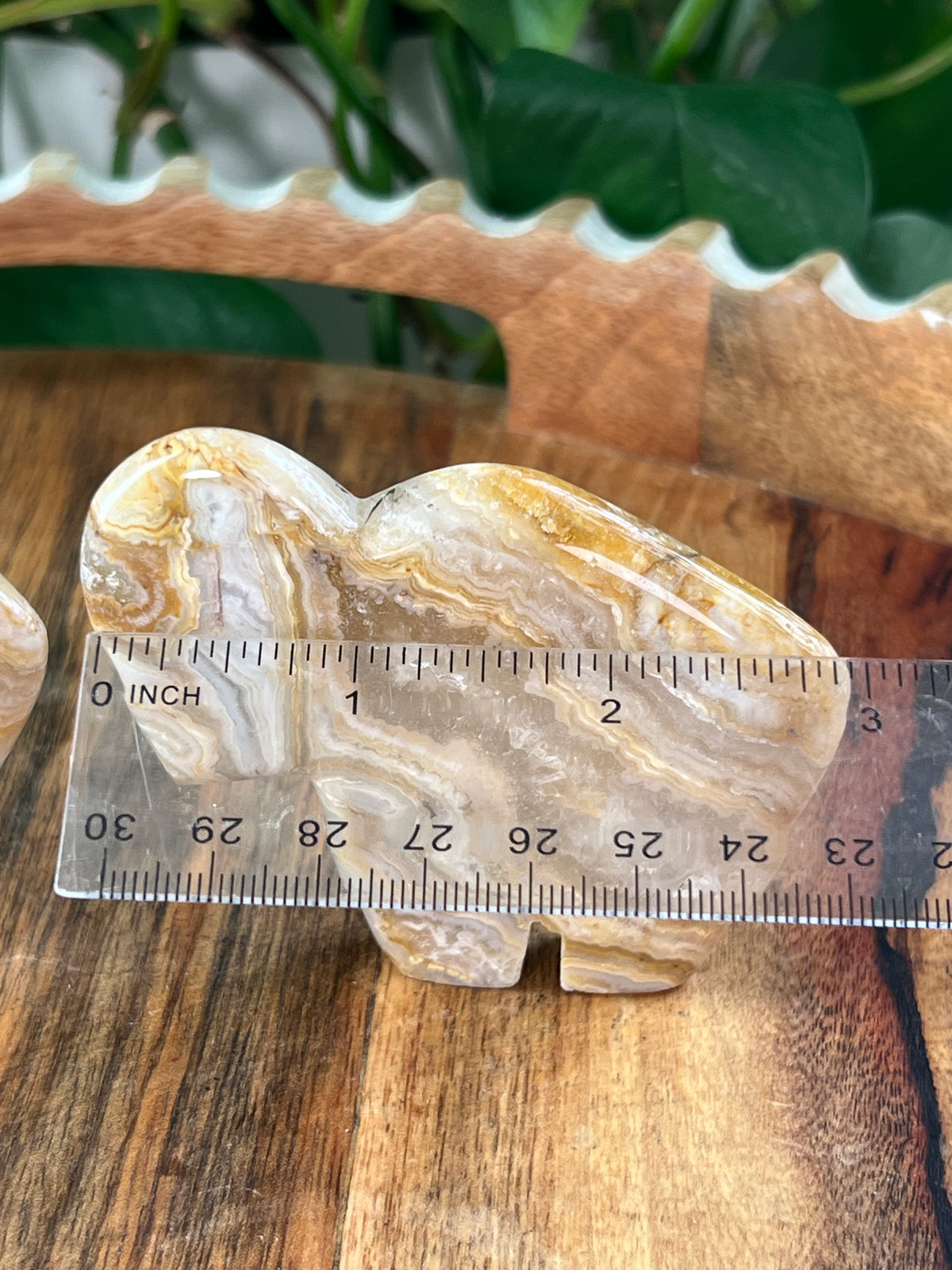 Crazy Lace Agate Buffalos