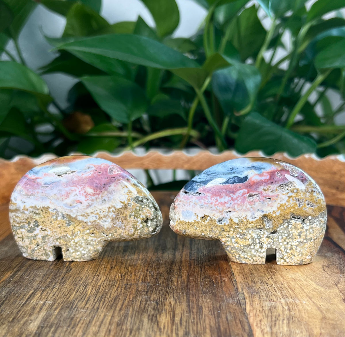 Sea Jasper Bears
