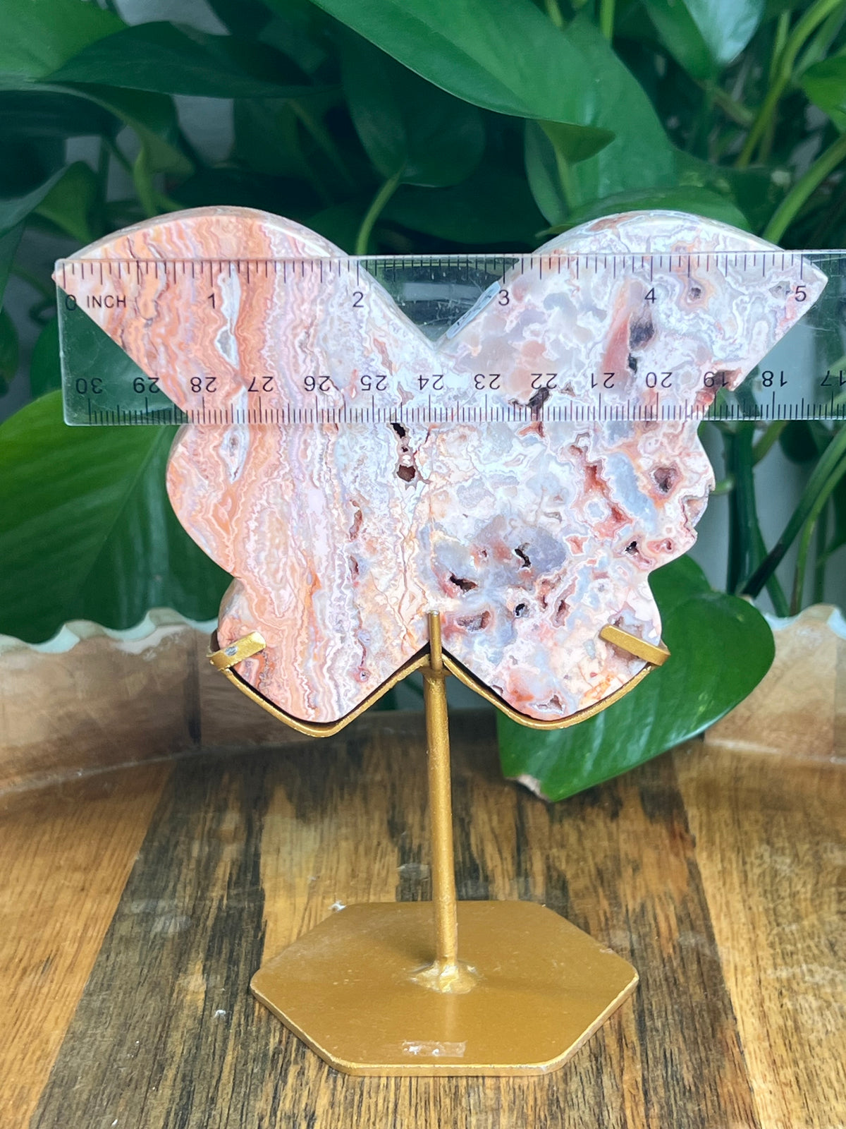 Crazy Lace Agate Butterfly: PF