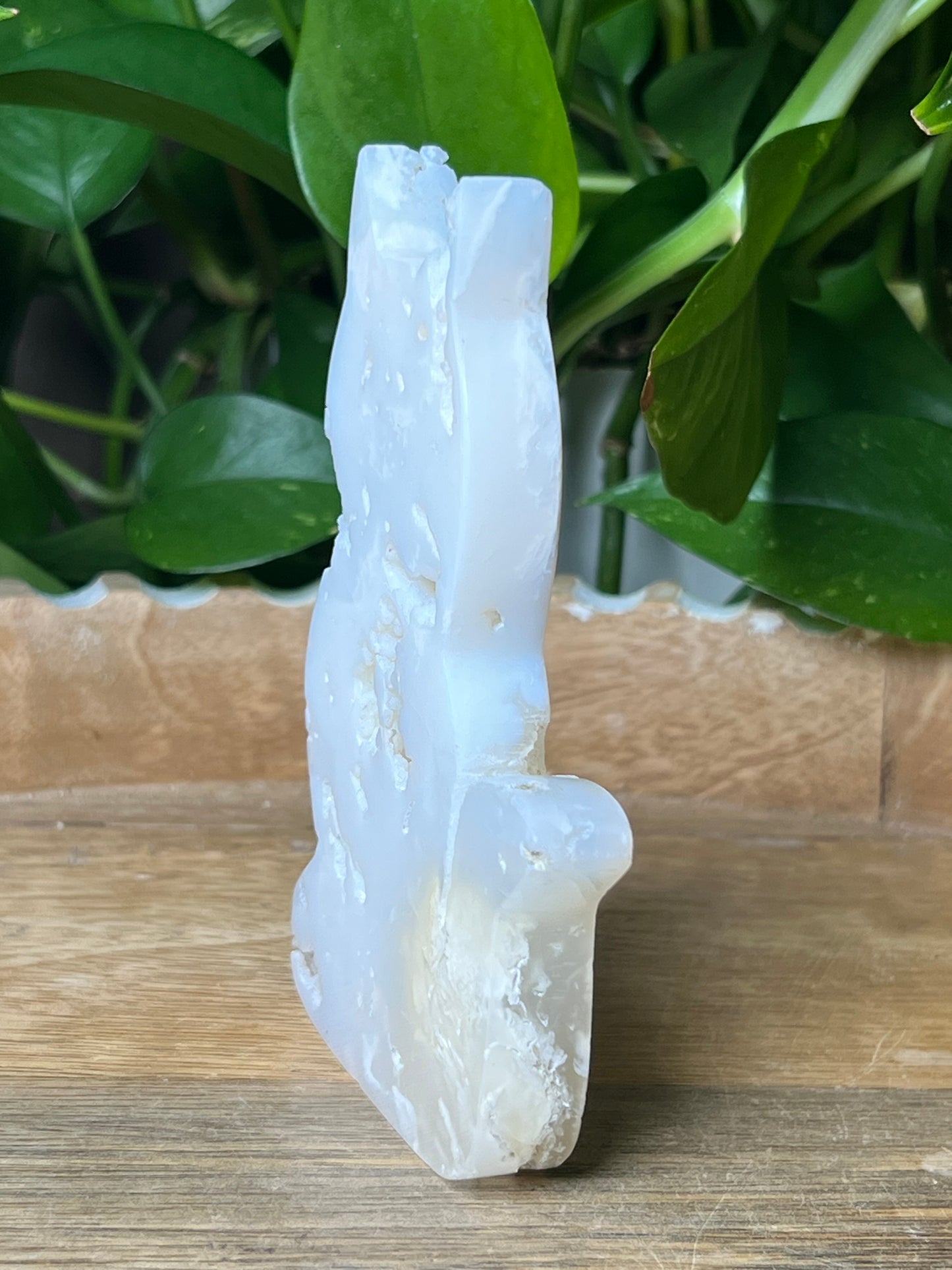 White Plume Agate Cat