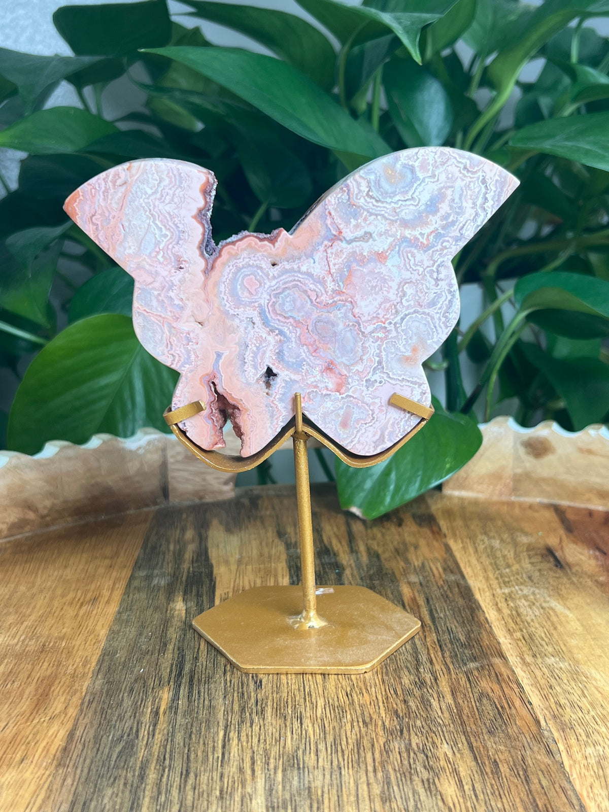 Crazy Lace Agate Butterfly: PG