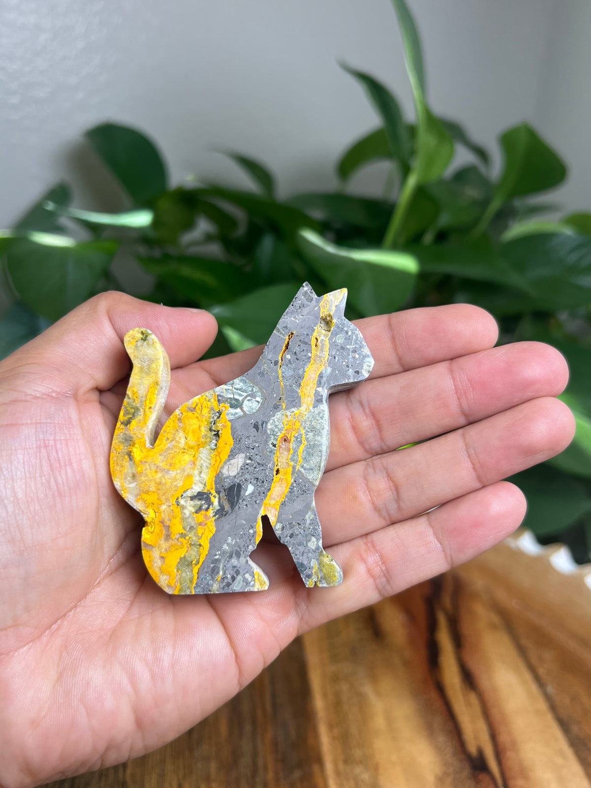 Bumblebee Jasper Cat: A