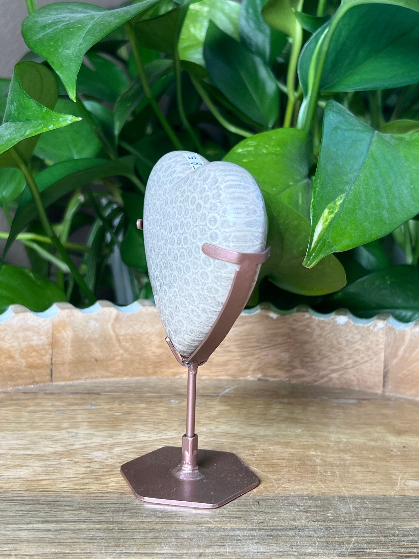 Fossil Coral Heart