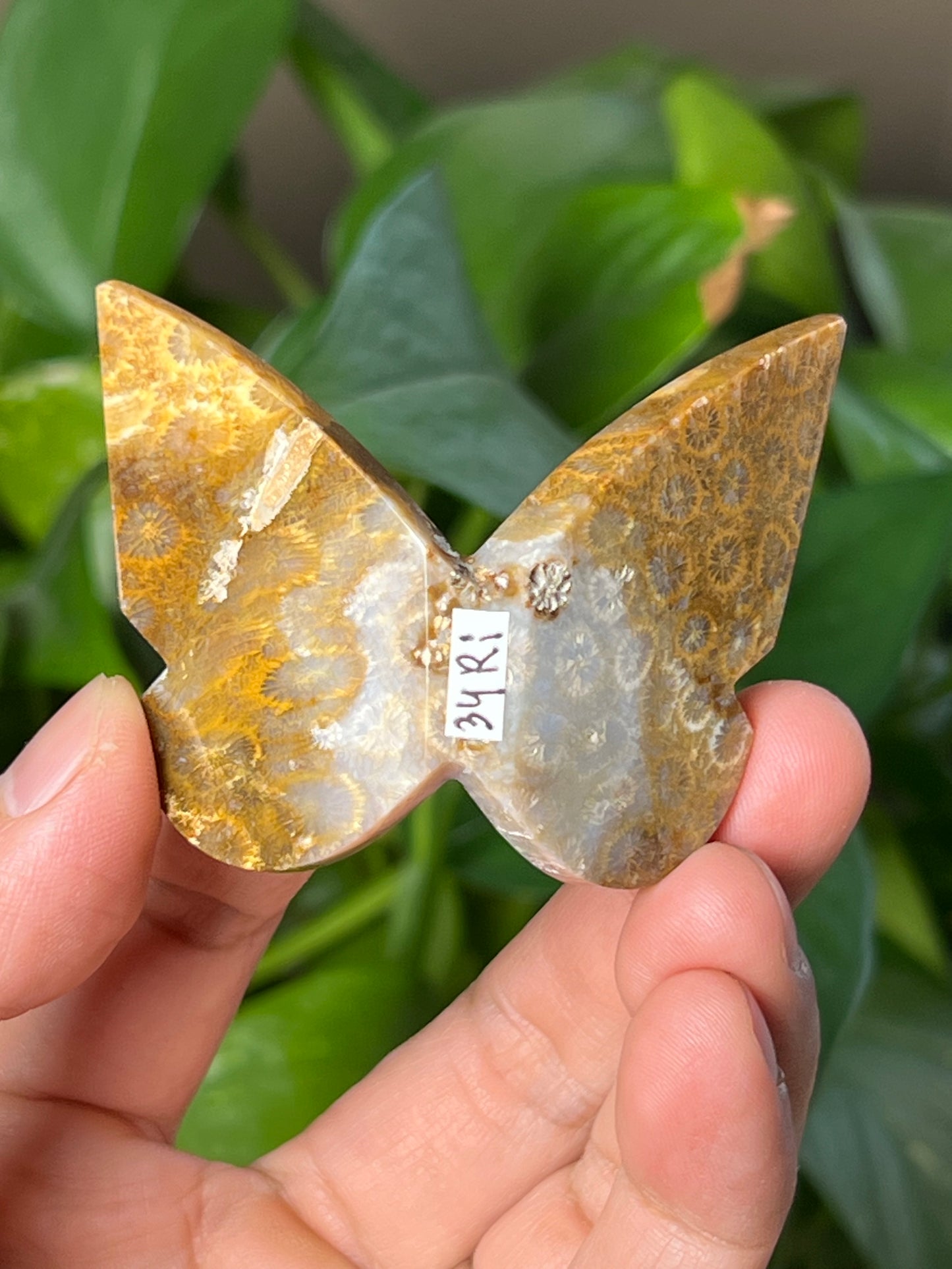 Fossil Coral 3D Butterfly