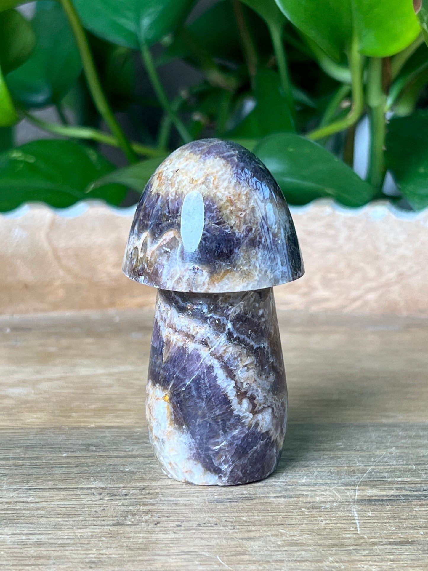 Indonesian Amethyst Mushroom: N
