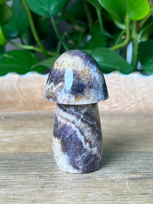 Indonesian Amethyst Mushroom: N