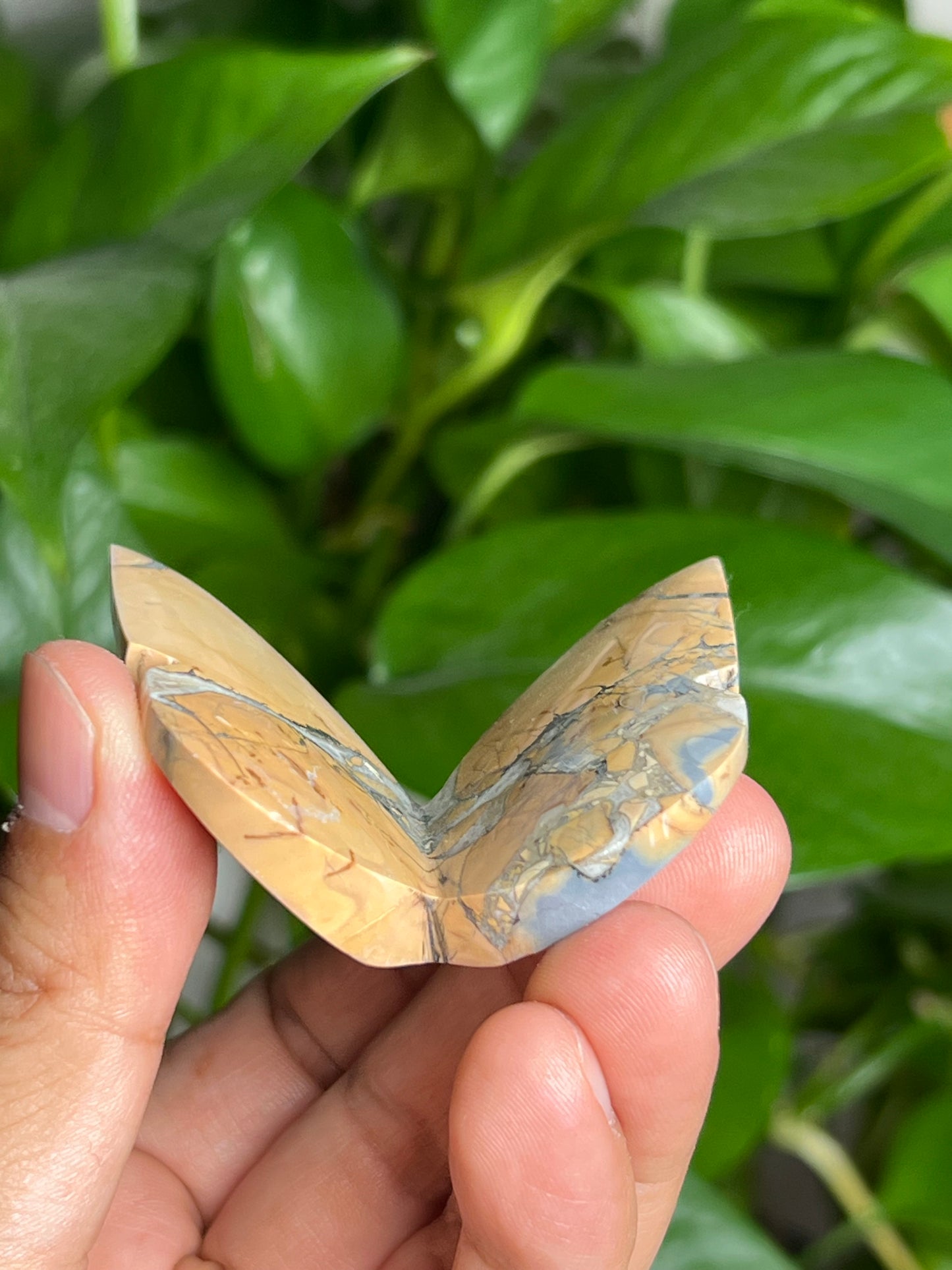 Maligano 3D Butterfly: AE