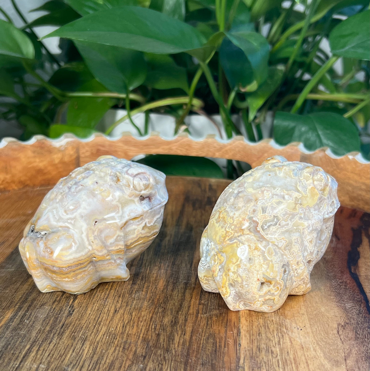 Yellow Crazy Lace Agate Frogs