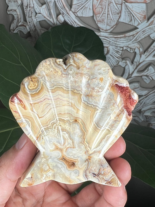 Crazy Lace Agate Shell