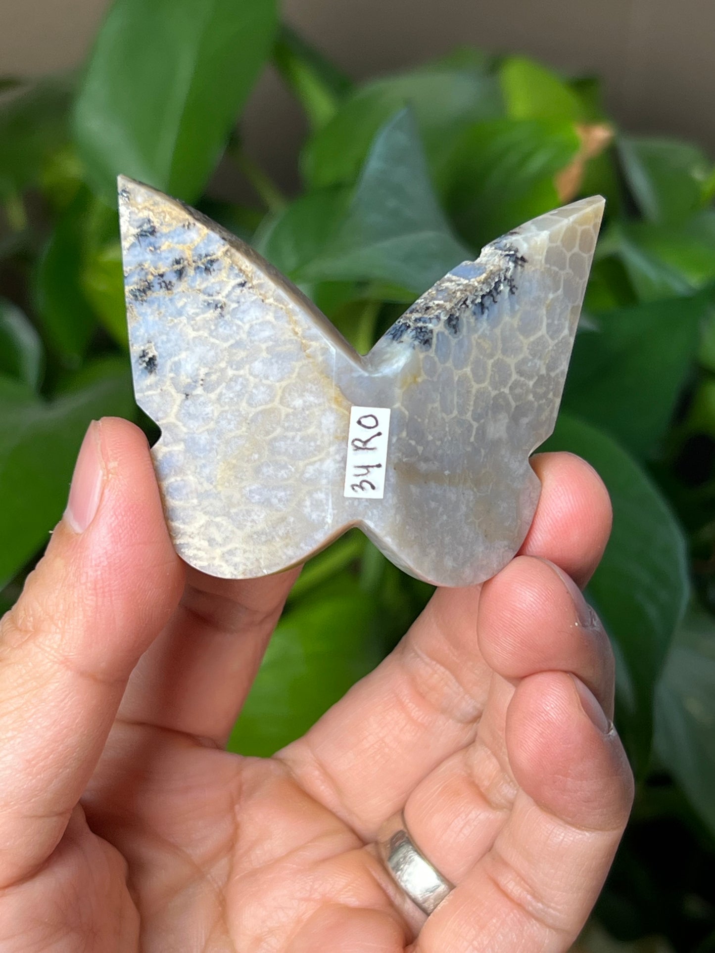 Fossil Coral 3D Butterfly