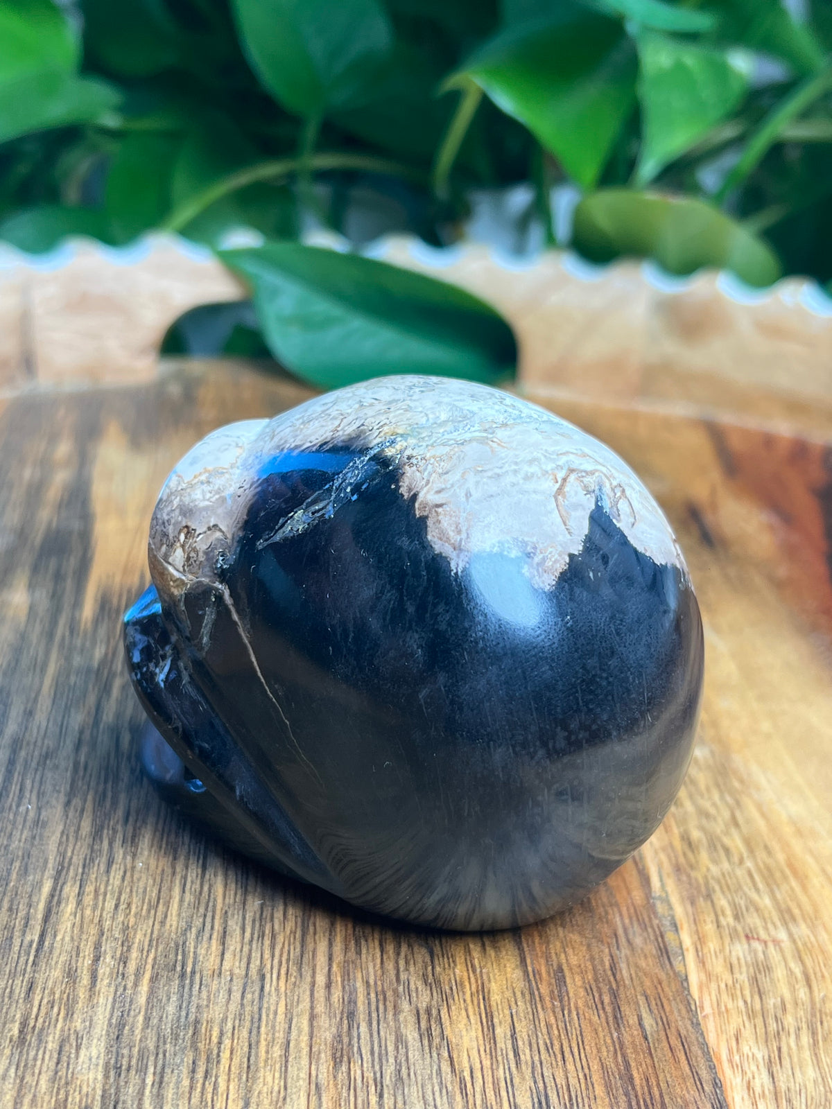 Palm Root Skull: ZL