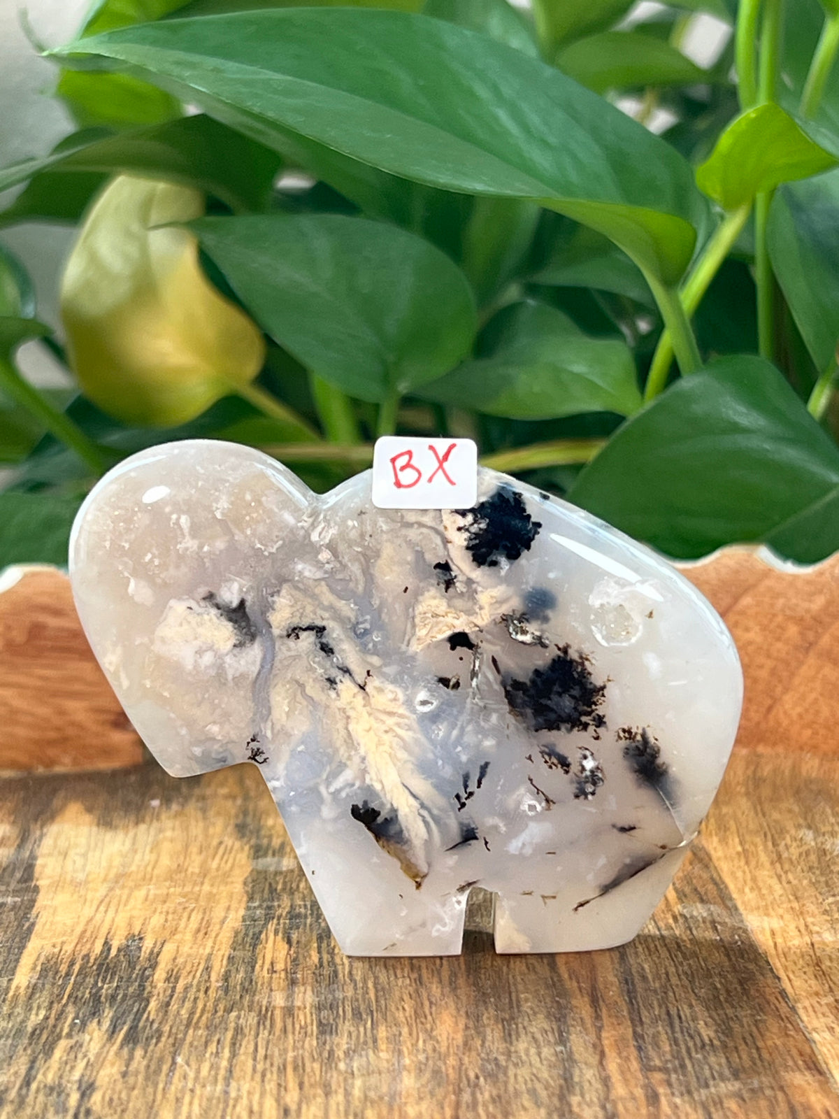 Dendritic Tiger Agate Buffalos