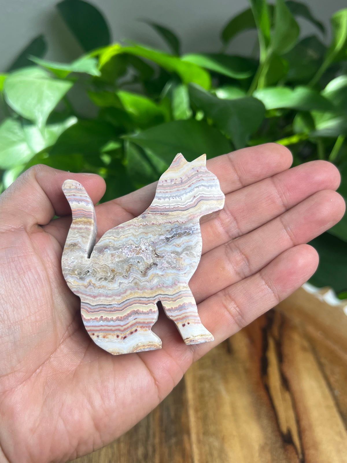 Crazy Lace Agate Cat: M