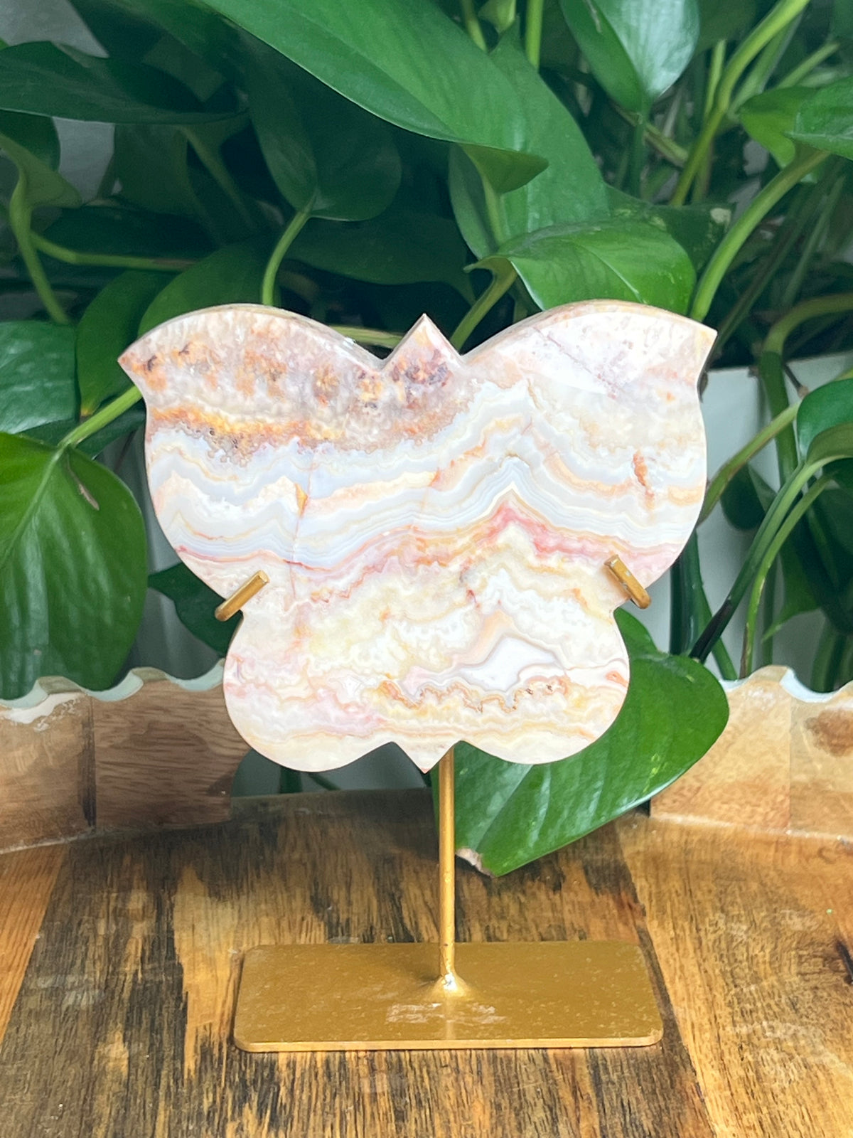 Crazy Lace Agate Butterfly: PC