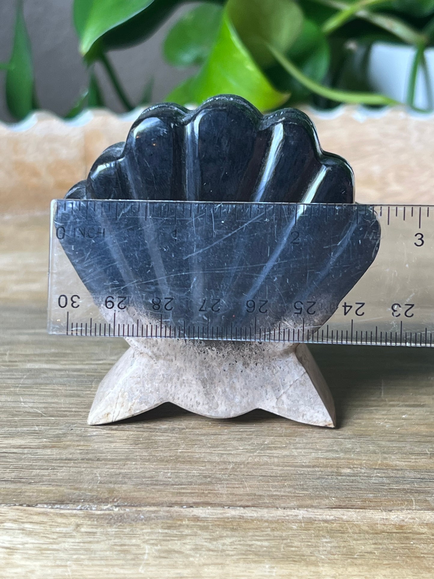 Palm Root Shell