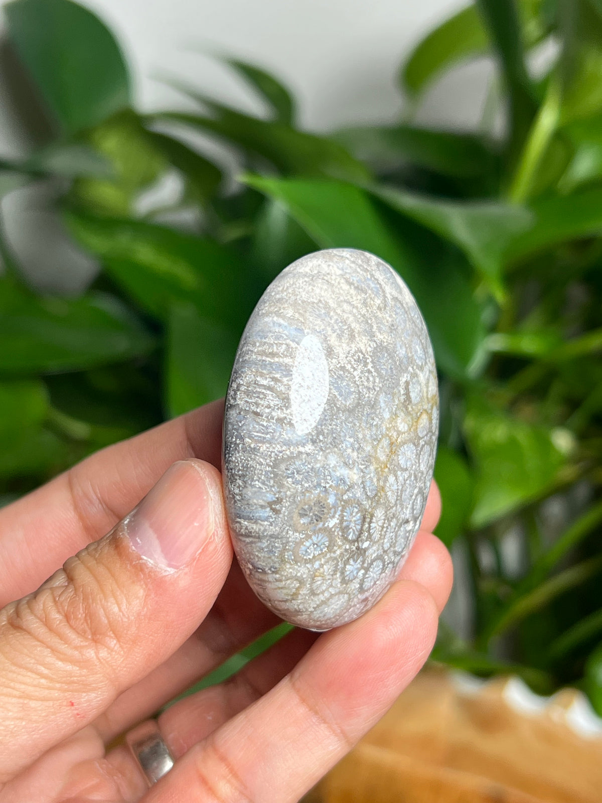 Fossil Coral Palmstone: AE