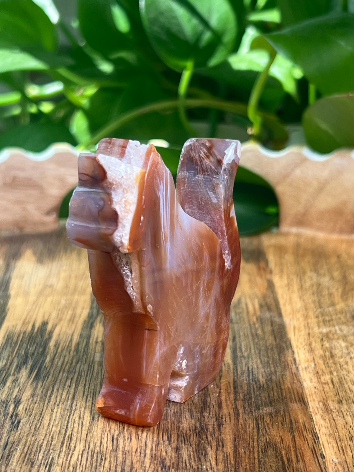 Carnelian Cat: PH