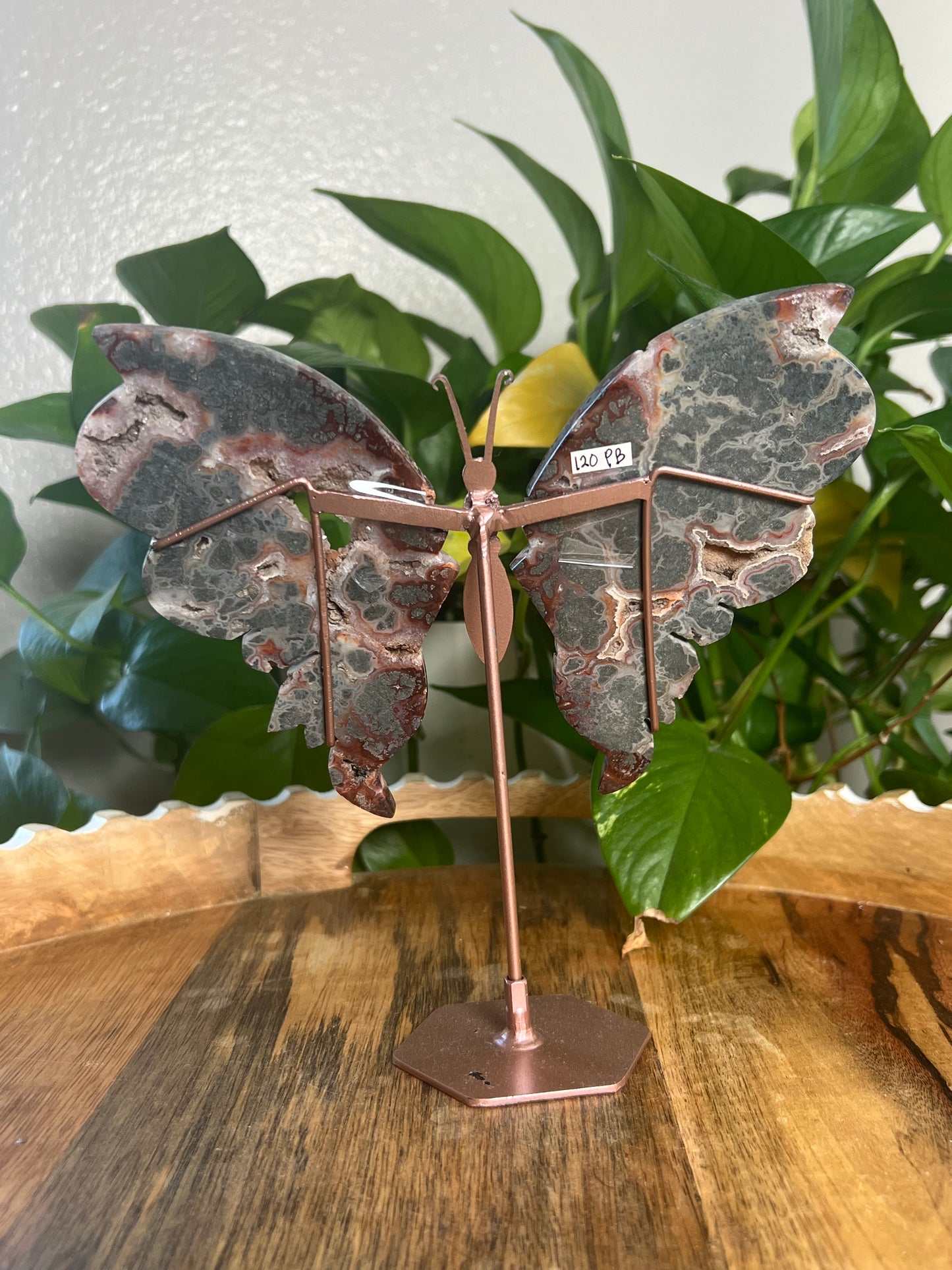 Marcasite Wings PB