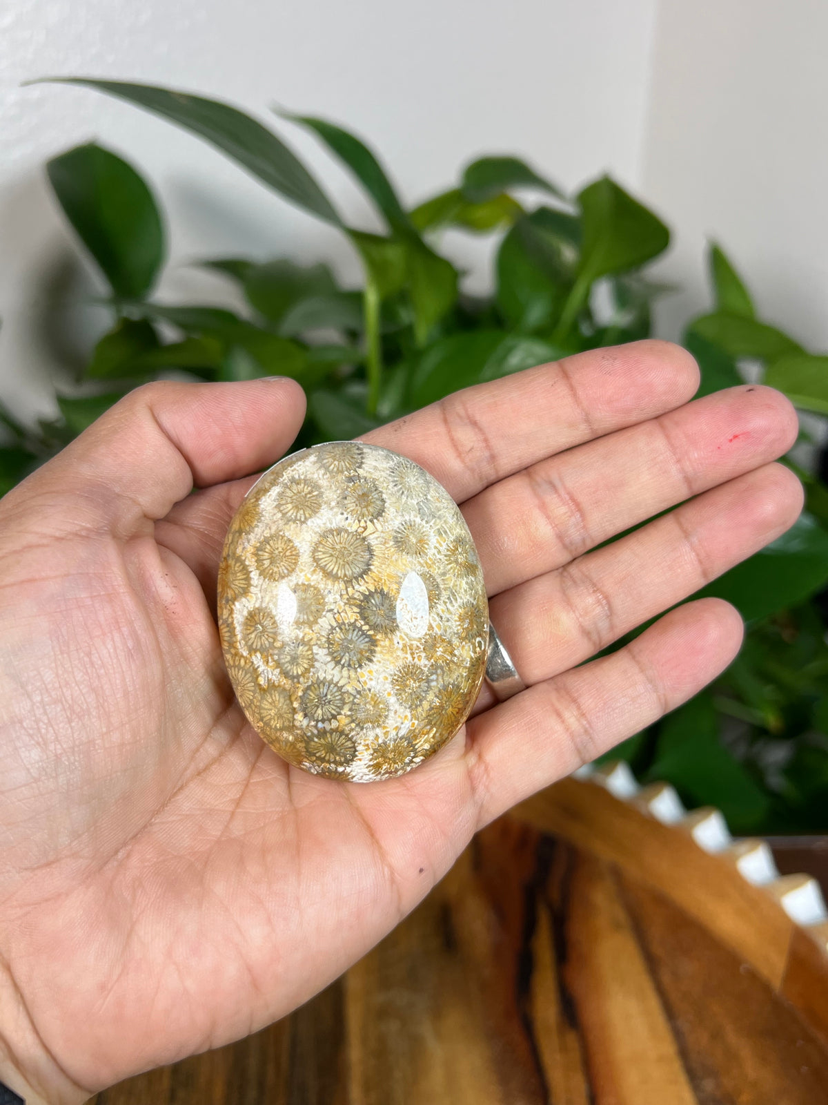 Fossil Coral Palmstones