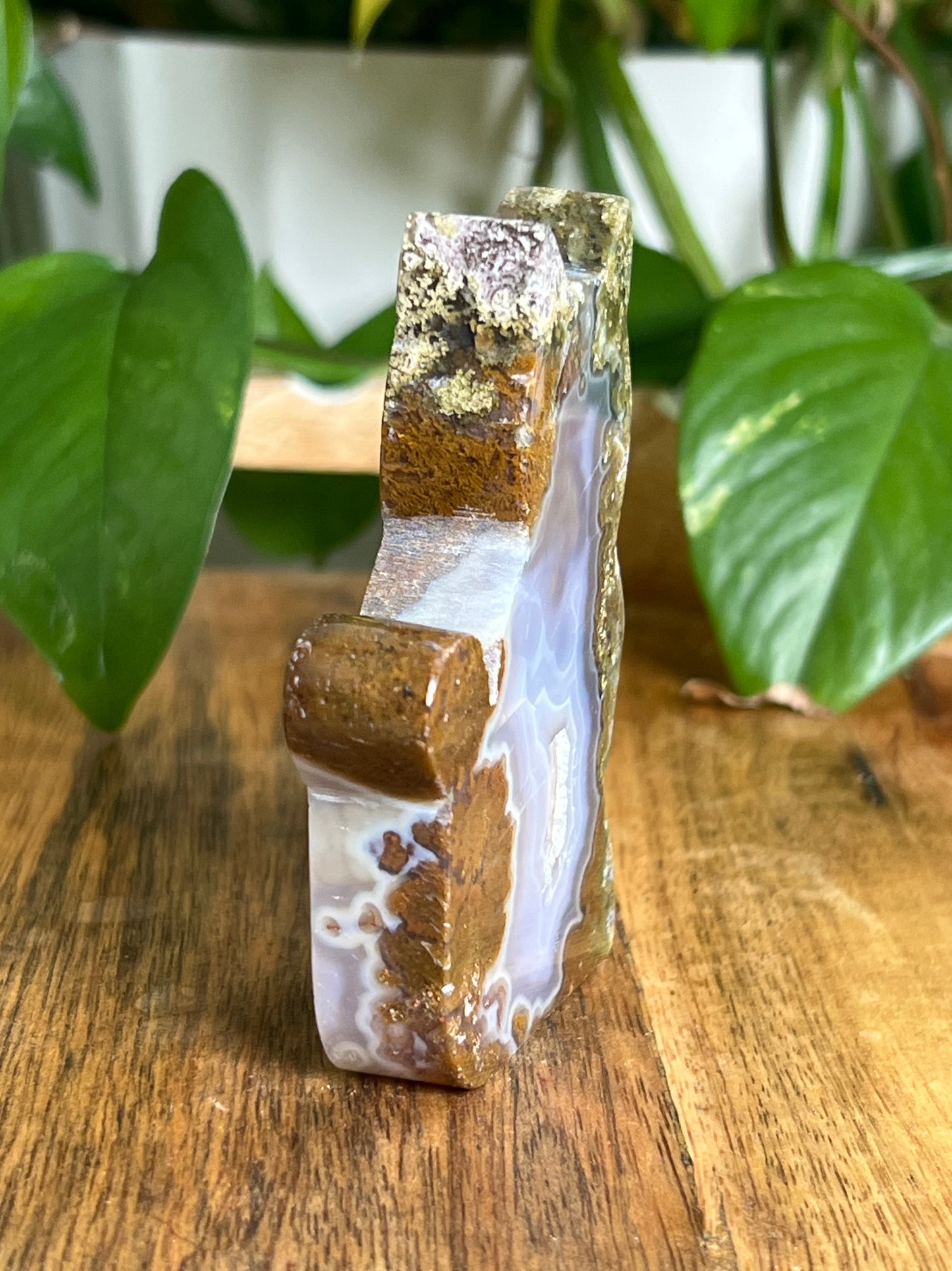 Scenic Moss Agate Cat HS