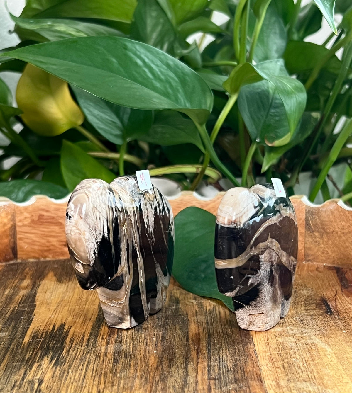 Fossil Wood Buffalos