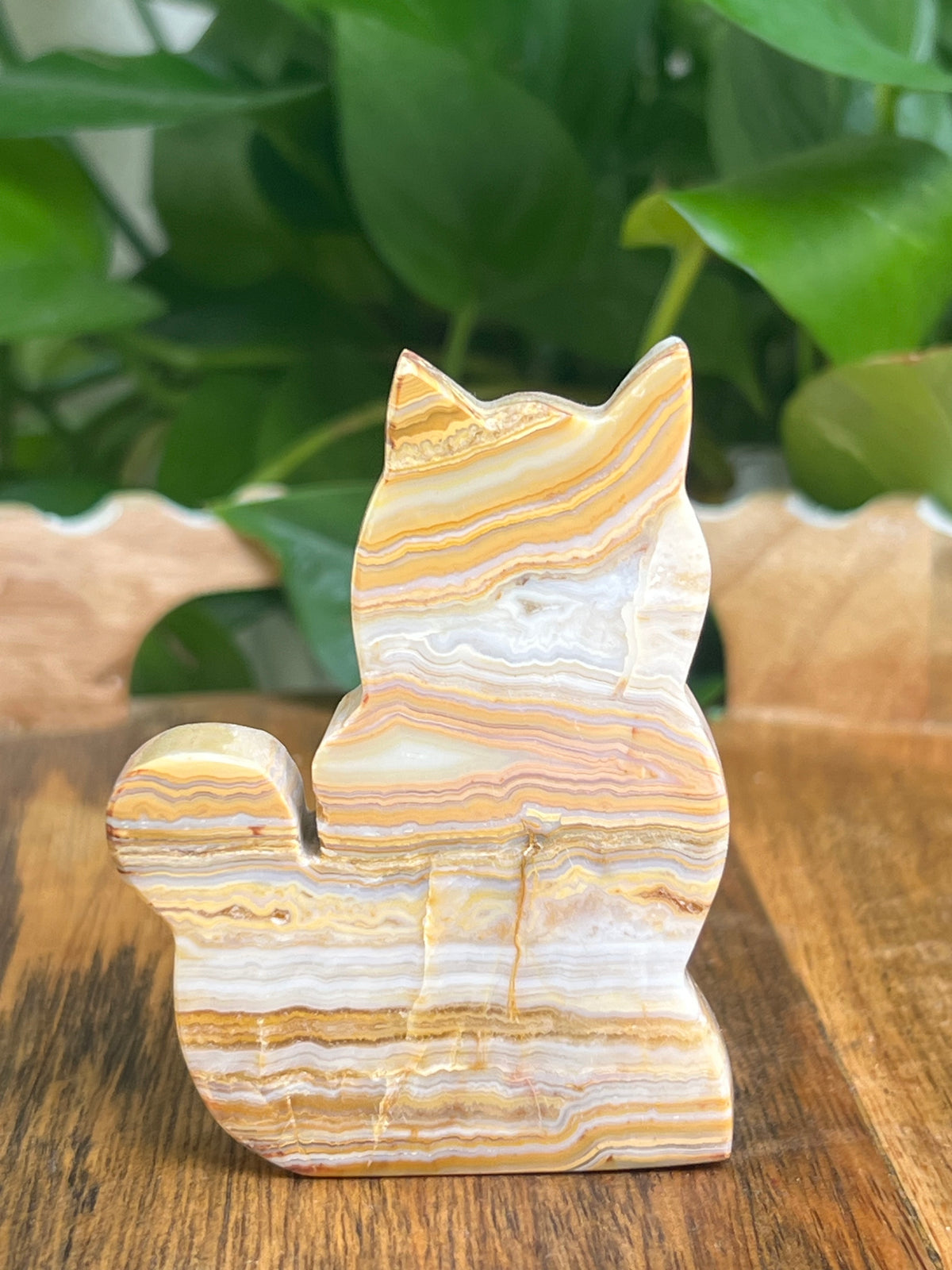 Crazy Lace Agate Cat: NG