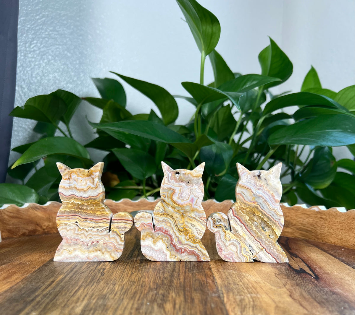 Crazy Lace Agate Small Cats