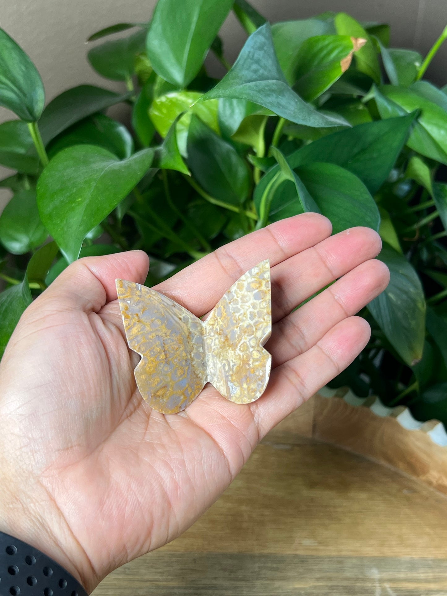 Fossil Coral 3D Butterfly